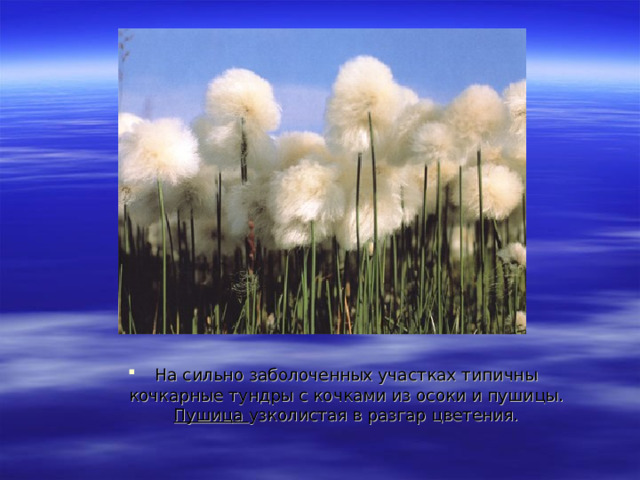 На сильно заболоченных участках типичны кочкарные тундры с кочками из осоки и пушицы. Пушица узколистая в разгар цветения. 