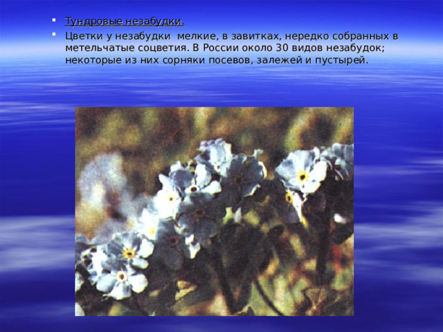 Тундровые незабудки. Цветки у незабудки мелкие, в завитках, нередко собранных в метельчатые соцветия. В России около 30 видов незабудок; некоторые из них сорняки посевов, залежей и пустырей. 