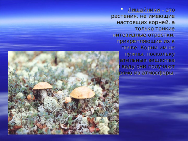Лишайники – это растения, не имеющие настоящих корней, а только тонкие нитевидные отростки, прикрепляющие их к почве. Корни им не нужны, поскольку питательные вещества и воду они получают прямо из атмосферы. 