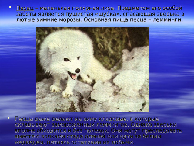 Песец – маленькая полярная лиса. Предметом его особой заботы является пушистая «шубка», спасающая зверька в лютые зимние морозы. Основная пища песца – лемминги. Песцы даже делают на зиму кладовые, в которые складывают замороженных леммингов. Однако зверьки вполне обходятся и без полевок. Они могут преследовать вместе с волками стада оленей или идти за белым медведем, питаясь остатками их добычи.  