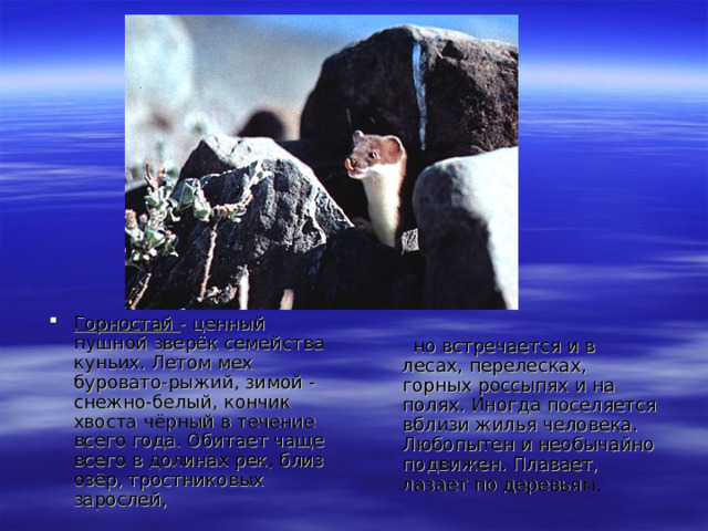 Горностай - ценный пушной зверёк семейства куньих. Летом мех буровато-рыжий, зимой - снежно-белый, кончик хвоста чёрный в течение всего года. Обитает чаще всего в долинах рек, близ озёр, тростниковых зарослей,  но встречается и в лесах, перелесках, горных россыпях и на полях. Иногда поселяется вблизи жилья человека. Любопытен и необычайно подвижен. Плавает, лазает по деревьям. 