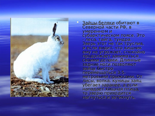 Зайцы-беляки обитают в Северной части РФ, в умеренном и субарктическом поясе. Это - леса, тайга, тундра. Зверь этот не так труслив, и если видит, что хищник ему не угрожает, спокойно продолжает заниматься своими делами. Длинные задние ноги позволяют зайцу быстро перемещаться 3-5-метровыми прыжками. От лисы, волка, куницы заяц убегает заранее, а если нападает хищная птица, то зверю приходится нагнуться и затихнуть.   