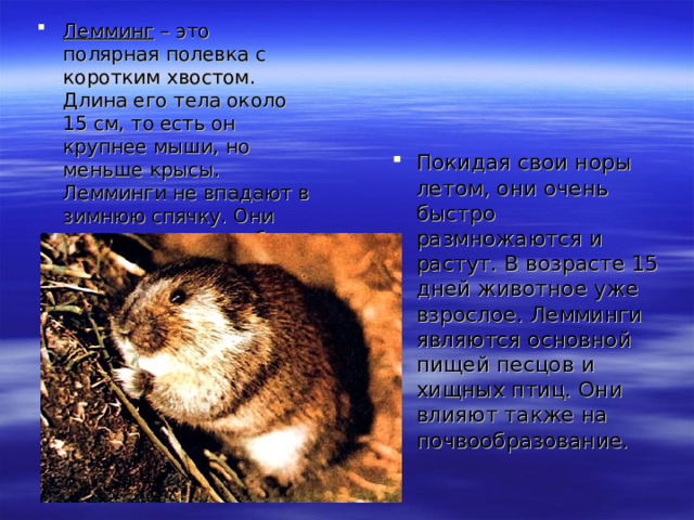Лемминг – это полярная полевка с коротким хвостом. Длина его тела около 15 см, то есть он крупнее мыши, но меньше крысы. Лемминги не впадают в зимнюю спячку. Они роют норы и способны к подснежной жизнедеятельности. Покидая свои норы летом, они очень быстро размножаются и растут. В возрасте 15 дней животное уже взрослое. Лемминги являются основной пищей песцов и хищных птиц. Они влияют также на почвообразование.  