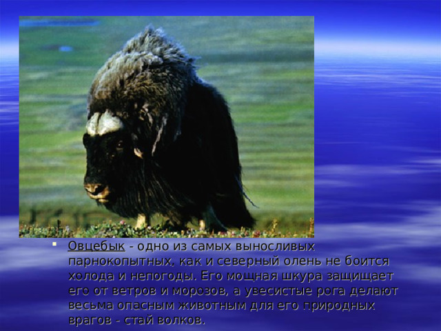 Овцебык - одно из самых выносливых парнокопытных, как и северный олень не боится холода и непогоды. Его мощная шкура защищает его от ветров и морозов, а увесистые рога делают весьма опасным животным для его природных врагов - стай волков. 