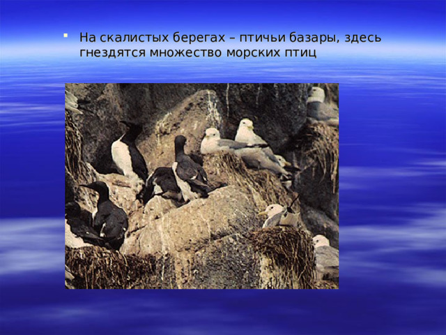 На скалистых берегах – птичьи базары, здесь гнездятся множество морских птиц 