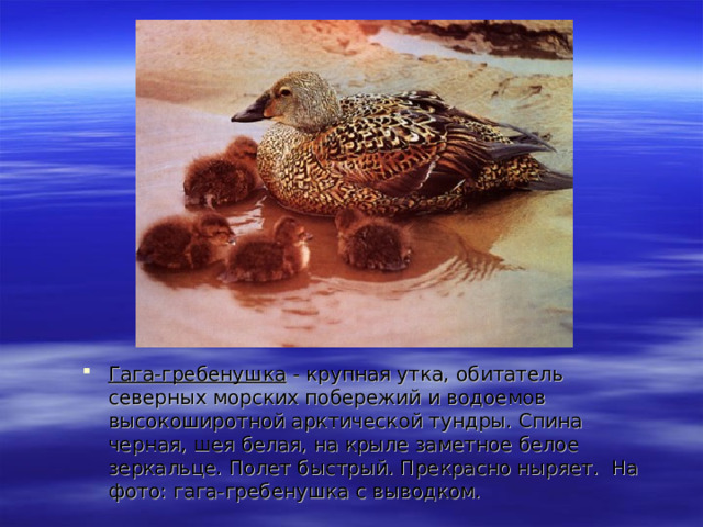 Гага-гребенушка - крупная утка, обитатель северных морских побережий и водоемов высокоширотной арктической тундры. Спина черная, шея белая, на крыле заметное белое зеркальце. Полет быстрый. Прекрасно ныряет. На фото: гага-гребенушка с выводком. 