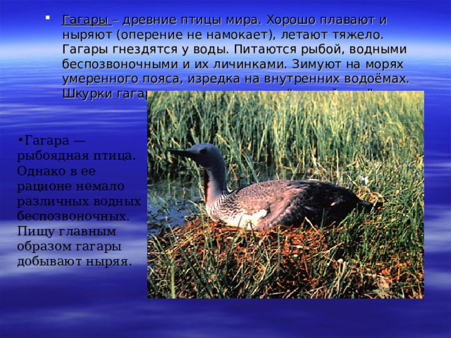 Гагары – древние птицы мира. Хорошо плавают и ныряют (оперение не намокает), летают тяжело. Гагары гнездятся у воды. Питаются рыбой, водными беспозвоночными и их личинками. Зимуют на морях умеренного пояса, изредка на внутренних водоёмах. Шкурки гагары используются как “птичий мех”. Гагара — рыбоядная птица. Однако в ее рационе немало различных водных беспозвоночных. Пищу главным образом гагары добывают ныряя. 