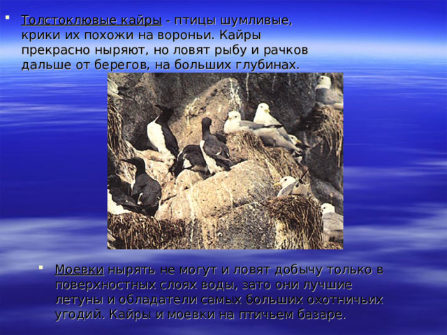 Толстоклювые кайры - птицы шумливые, крики их похожи на вороньи. Кайры прекрасно ныряют, но ловят рыбу и рачков дальше от берегов, на больших глубинах. Моевки нырять не могут и ловят добычу только в поверхностных слоях воды, зато они лучшие летуны и обладатели самых больших охотничьих угодий. Кайры и моевки на птичьем базаре.  