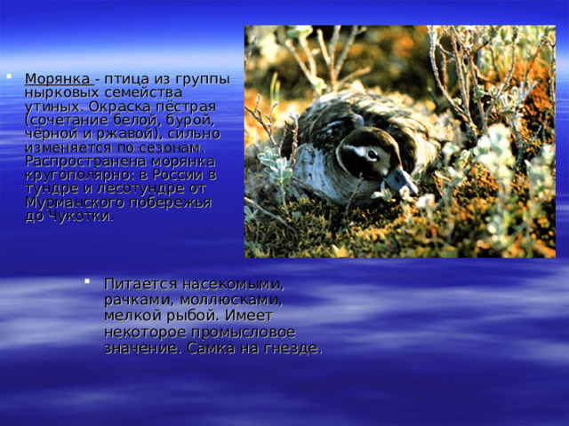 Морянка - птица из группы нырковых семейства утиных. Окраска пёстрая (сочетание белой, бурой, чёрной и ржавой), сильно изменяется по сезонам. Распространена морянка кругополярно: в России в тундре и лесотундре от Мурманского побережья до Чукотки. Питается насекомыми, рачками, моллюсками, мелкой рыбой. Имеет некоторое промысловое значение. Самка на гнезде.  