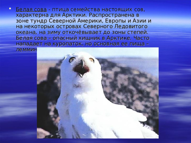 Белая сова - птица семейства настоящих сов, характерна для Арктики. Распространена в зоне тундр Северной Америки, Европы и Азии и на некоторых островах Северного Ледовитого океана, на зиму откочёвывает до зоны степей. Белая сова – опасный хищник в Арктике. Часто нападает на куропаток, но основная ее пища – лемминги. 