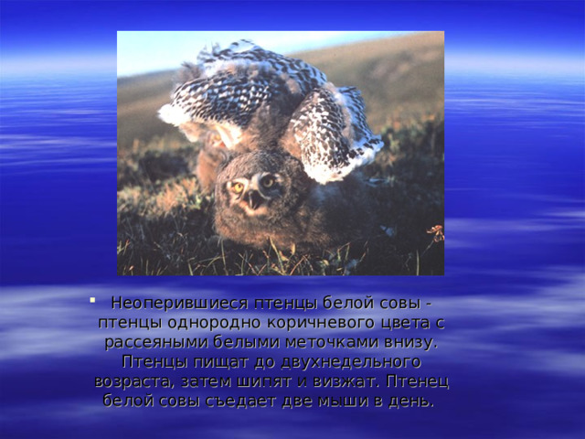 Неоперившиеся птенцы белой совы - птенцы однородно коричневого цвета с рассеяными белыми меточками внизу. Птенцы пищат до двухнедельного возраста, затем шипят и визжат. Птенец белой совы съедает две мыши в день. 