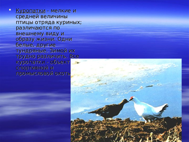 Куропатки - мелкие и средней величины птицы отряда куриных; различаются по внешнему виду и образу жизни. Одни белые, другие тундряные. Зимой их трудно различить. Все куропатки - объект спортивной и промысловой охоты.  