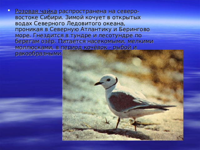 Розовая чайка распространена на северо-востоке Сибири. Зимой кочует в открытых водах Северного Ледовитого океана, проникая в Северную Атлантику и Берингово море. Гнездится в тундре и лесотундре по берегам озёр. Питается насекомыми, мелкими моллюсками, в период кочёвок - рыбой и ракообразными. 
