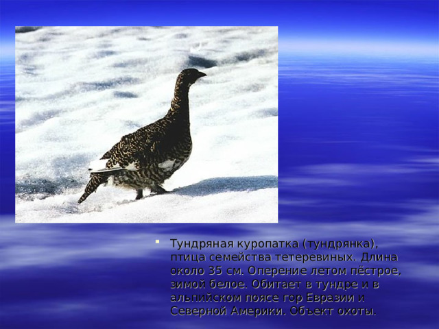Тундряная куропатка (тундрянка), птица семейства тетеревиных. Длина около 35 см. Оперение летом пёстрое, зимой белое. Обитает в тундре и в альпийском поясе гор Евразии и Северной Америки. Объект охоты. 