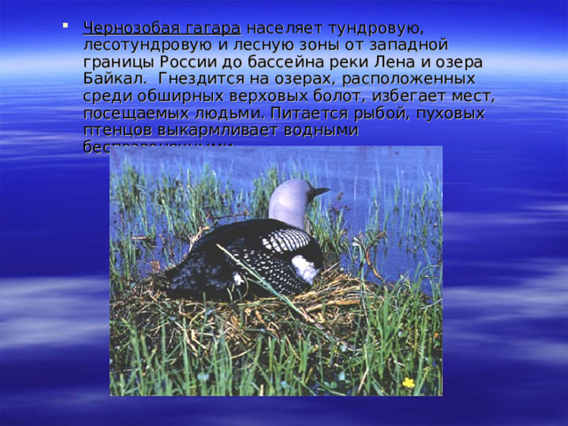 Чернозобая гагара населяет тундровую, лесотундровую и лесную зоны от западной границы России до бассейна реки Лена и озера Байкал. Гнездится на озерах, расположенных среди обширных верховых болот, избегает мест, посещаемых людьми. Питается рыбой, пуховых птенцов выкармливает водными беспозвоночными.  