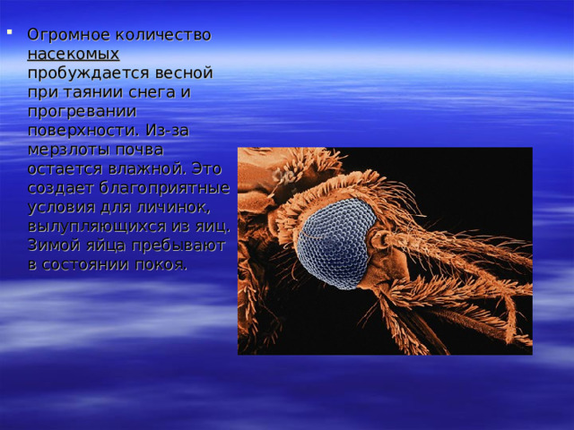 Огромное количество насекомых пробуждается весной при таянии снега и прогревании поверхности. Из-за мерзлоты почва остается влажной. Это создает благоприятные условия для личинок, вылупляющихся из яиц. Зимой яйца пребывают в состоянии покоя. 