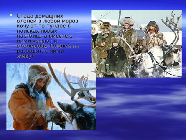 Стада домашних оленей в любой мороз кочуют по тундре в поисках новых пастбищ, а вместе с ними кочуют и оленеводы. Оленей не разводят, с ними живут. 