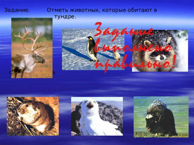 Отметь животных, которые обитают в тундре.  Задание. северный олень лемминг полярная сова овцебык 