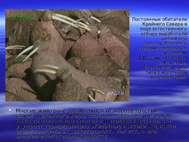 Постоянные обитатели Крайнего Севера в ходе естественного отбора выработали целый ряд приспособлений к суровым природным условиям. Большинство имеют компактные, обтекаемой формы тела с короткими конечностями. видео Многие животные защищаются от мороза толстым слоем подкожного жира, плотными перьями или мехом. Каждый волосок меха полый и наполнен воздухом, что улучшает термоизоляцию. Животные Арктики и Чукотки очень зависимы от растительности как источника энергии и питательных веществ.  
