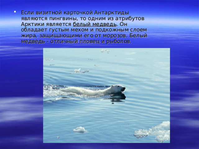 Если визитной карточкой Антарктиды являются пингвины, то одним из атрибутов Арктики является белый медведь . Он обладает густым мехом и подкожным слоем жира, защищающими его от морозов. Белый медведь - отличный пловец и рыболов. 