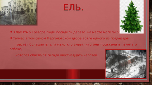 Ель. В память о Трезоре люди посадили дерево на месте могилы собаки. Сейчас в том самом Парголовском дворе возле одного из подъездов  растёт большая ель, и мало кто знает, что она посажена в память о собаке,  которая спасла от голода шестнадцать человек. 