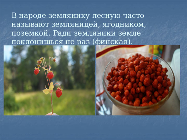 В народе землянику лесную часто называют земляницей, ягодником, поземкой . Ради земляники земле поклонишься не раз (финская). 