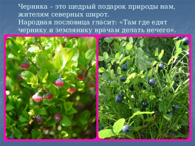  Черника – это щедрый подарок природы нам, жителям северных широт.  Народная пословица гласит: «Там где едят чернику и землянику врачам делать нечего».    