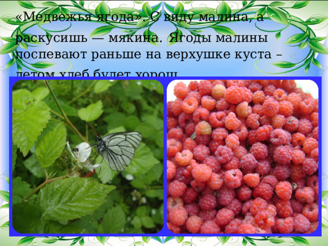  «Медвежья ягода».  С виду малина, а раскусишь — мякина.  Ягоды малины поспевают раньше на верхушке куста – летом хлеб будет хорош.  
