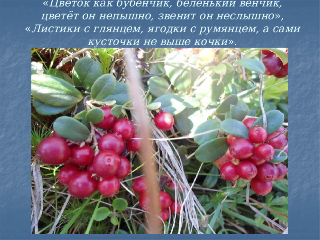    « Цветок как бубенчик, беленький венчик, цветёт он непышно, звенит он неслышно », « Листики с глянцем, ягодки с румянцем, а сами кусточки не выше кочки ».    