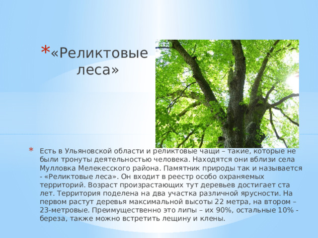 «Реликтовые леса» Есть в Ульяновской области и реликтовые чащи – такие, которые не были тронуты деятельностью человека. Находятся они вблизи села Мулловка Мелекесского района. Памятник природы так и называется - «Реликтовые леса». Он входит в реестр особо охраняемых территорий. Возраст произрастающих тут деревьев достигает ста лет. Территория поделена на два участка различной ярусности. На первом растут деревья максимальной высоты 22 метра, на втором – 23-метровые. Преимущественно это липы – их 90%, остальные 10% - береза, также можно встретить лещину и клены. 