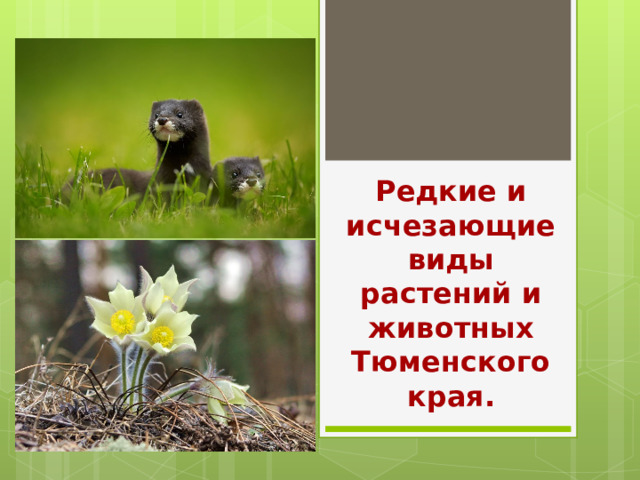     Редкие и исчезающие виды растений и животных Тюменского края. 