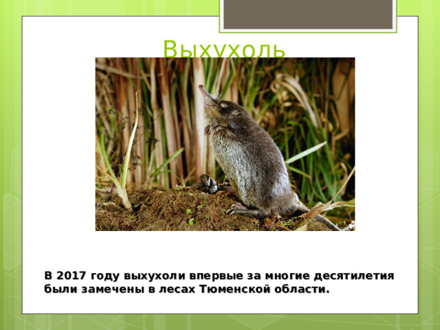 Выхухоль В 2017 году выхухоли впервые за многие десятилетия были замечены в лесах Тюменской области. 