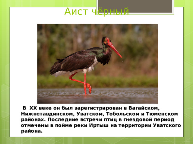 Аист чёрный   В XX веке он был зарегистрирован в Вагайском, Нижнетавдинском, Уватском, Тобольском и Тюменском районах. Последние встречи птиц в гнездовой период отмечены в пойме реки Иртыш на территории Уватского района.  