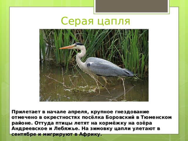 Серая цапля Прилетает в начале апреля, крупное гнездование отмечено в окрестностях посёлка Боровский в Тюменском районе. Оттуда птицы летят на кормёжку на озёра Андреевское и Лебяжье. На зимовку цапли улетают в сентябре и мигрируют в Африку. 