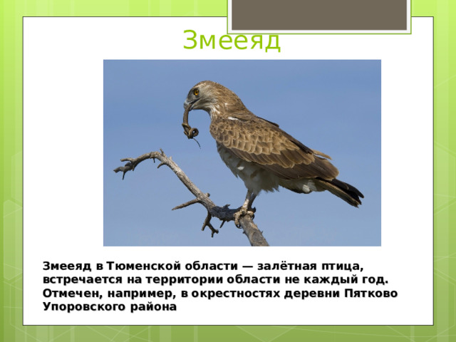 Змееяд Змееяд в Тюменской области — залётная птица, встречается на территории области не каждый год. Отмечен, например, в окрестностях деревни Пятково Упоровского района 