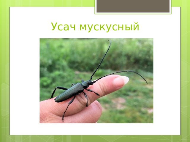 Усач мускусный 