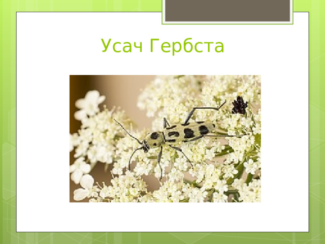 Усач Гербста 