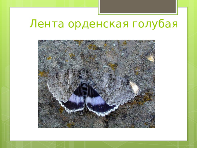  Лента орденская голубая 