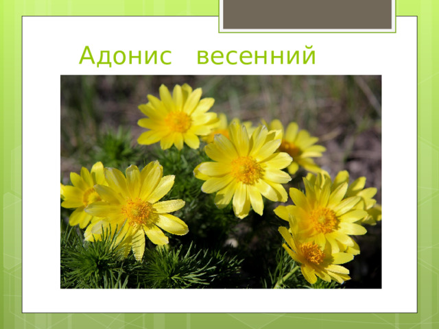 Адонис весенний 