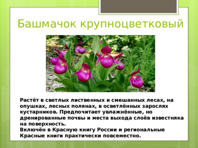 Башмачок крупноцветковый Растёт в светлых лиственных и смешанных лесах, на опушках, лесных полянах, в осветлённых зарослях кустарников. Предпочитает увлажнённые, но дренированные почвы и места выхода слоёв известняка на поверхность. Включён в Красную книгу России и региональные Красные книги практически повсеместно. 