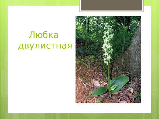 Любка  двулистная 
