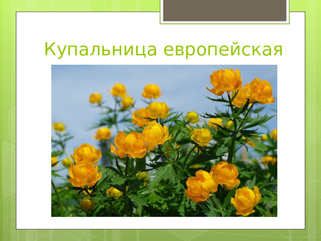 Купальница европейская 