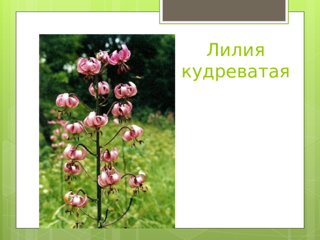 Лилия кудреватая 