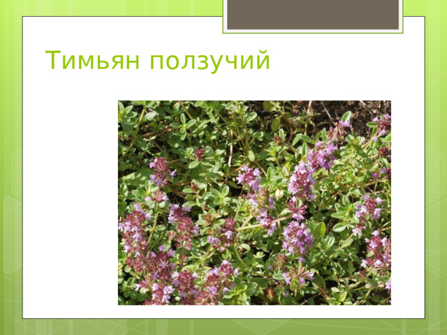 Тимьян ползучий 