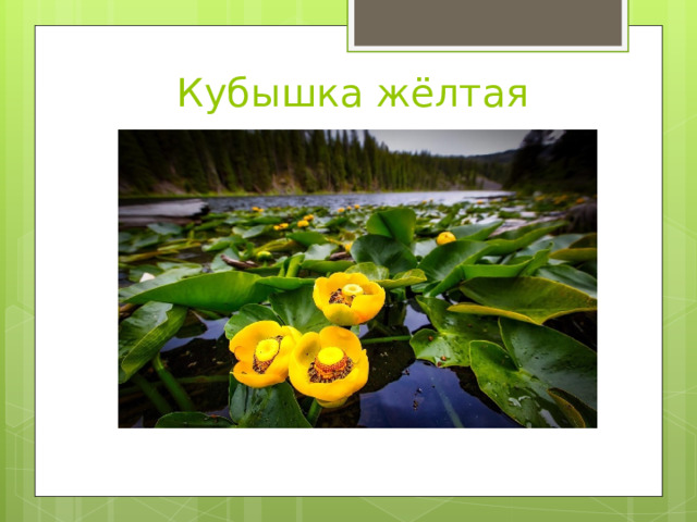 Кубышка жёлтая 