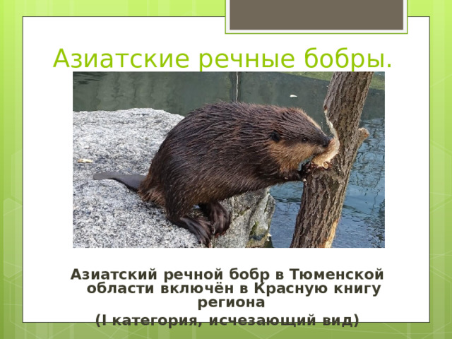 Азиатские речные бобры. Азиатский речной бобр в Тюменской области включён в Красную книгу региона (I категория, исчезающий вид) 