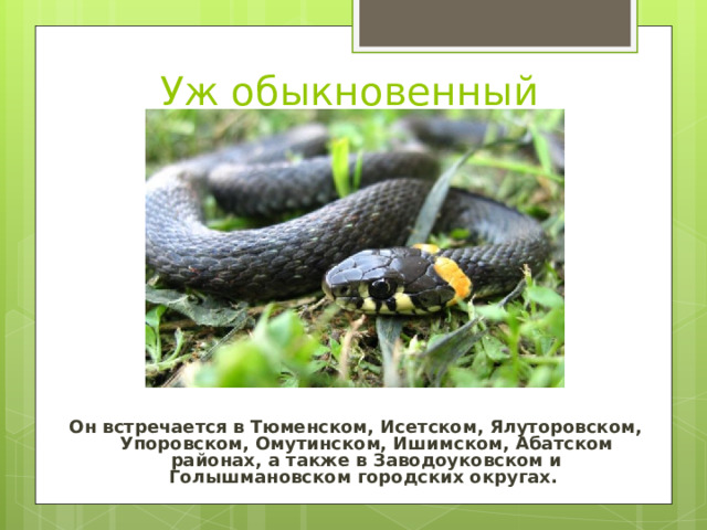 Уж обыкновенный Он встречается в Тюменском, Исетском, Ялуторовском, Упоровском, Омутинском, Ишимском, Абатском районах, а также в Заводоуковском и Голышмановском городских округах. 