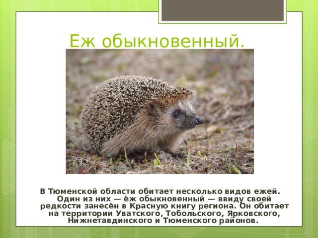 Еж обыкновенный. В Тюменской области обитает несколько видов ежей. Один из них — ёж обыкновенный — ввиду своей редкости занесён в Красную книгу региона. Он обитает на территории Уватского, Тобольского, Ярковского, Нижнетавдинского и Тюменского районов. 