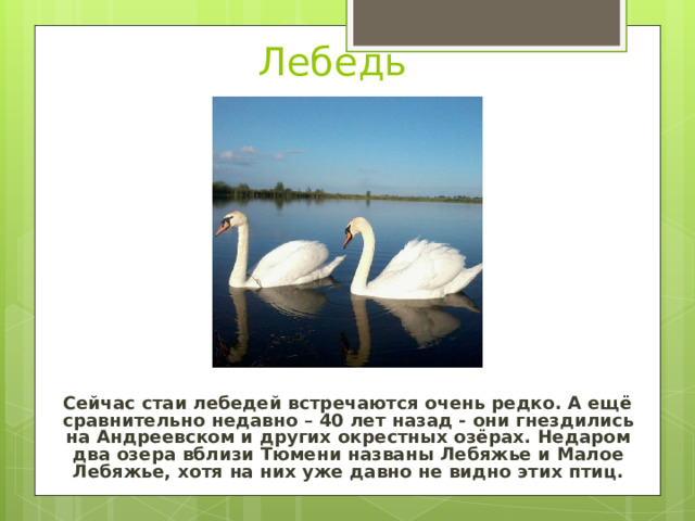 Лебедь  Сейчас стаи лебедей встречаются очень редко. А ещё сравнительно недавно – 40 лет назад - они гнездились на Андреевском и других окрестных озёрах. Недаром два озера вблизи Тюмени названы Лебяжье и Малое Лебяжье, хотя на них уже давно не видно этих птиц. 