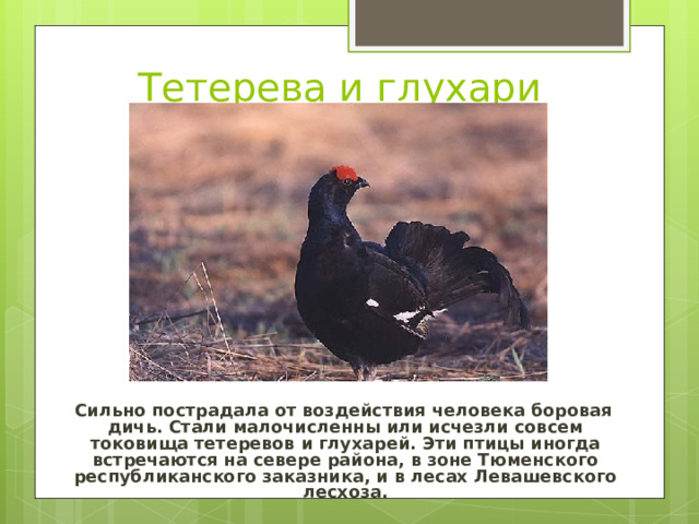 Тетерева и глухари  Сильно пострадала от воздействия человека боровая дичь. Стали малочисленны или исчезли совсем токовища тетеревов и глухарей. Эти птицы иногда встречаются на севере района, в зоне Тюменского республиканского заказника, и в лесах Левашевского лесхоза. 